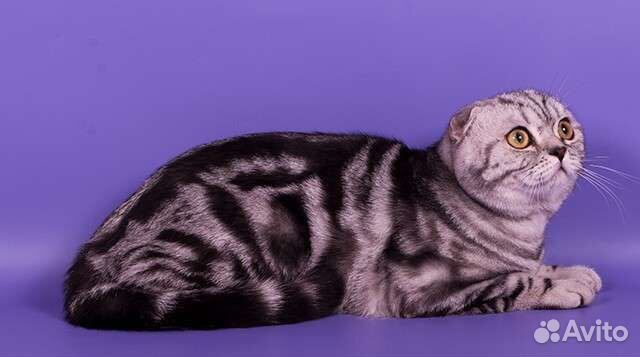 Шотландский кот страйт и фолд на вязку