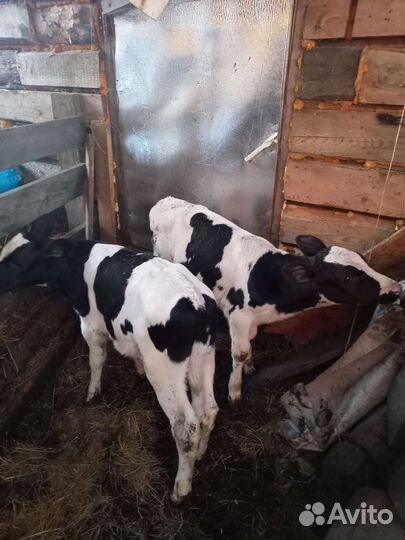 Бычек и телочка