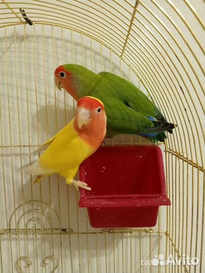 Попугаи неразлучники