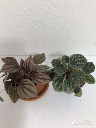 Пеперомия Шуми ред Санторини и др