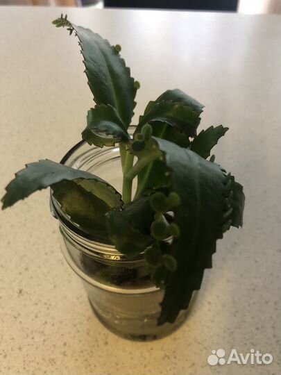 Каланхоэ лечебное