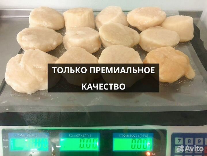 Морской гребешок