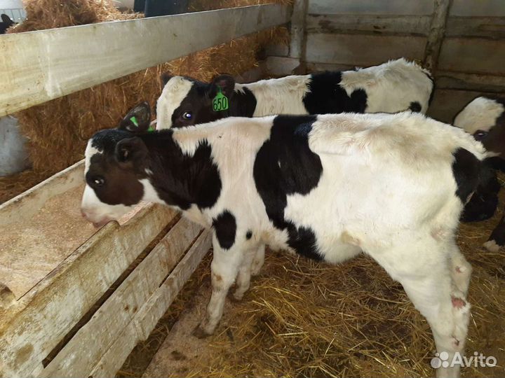 Отпоины Бычки и быки телки