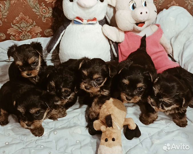 Йорки щенки