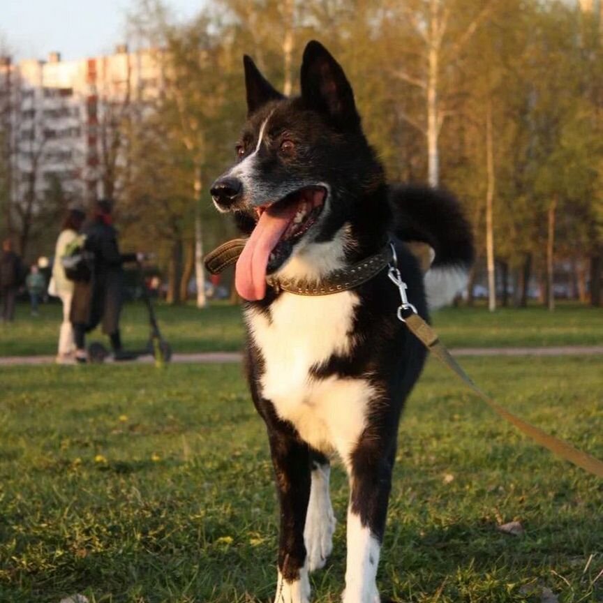 Лайка в добрые руки необходима передержка