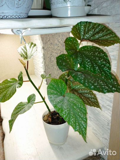 Бегония декоративно лиственная