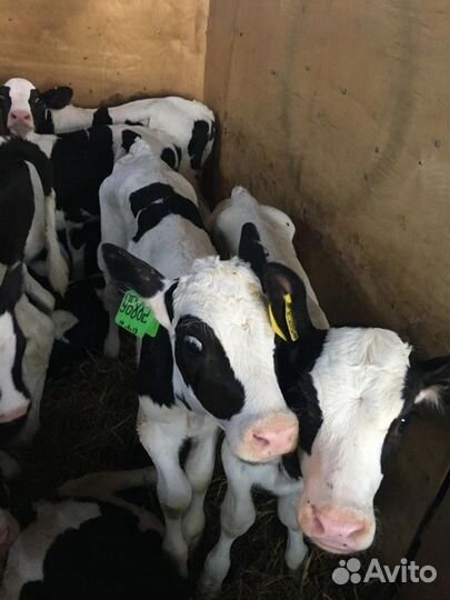 Бычки и телочки 1-2-3 месяца