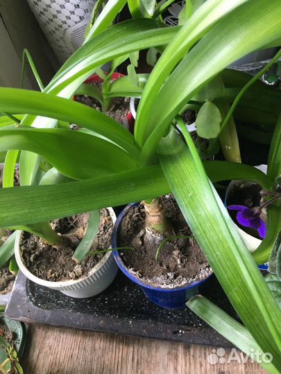 Лекарственные растения