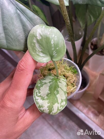 Сциндапсусы, эпипремнумы