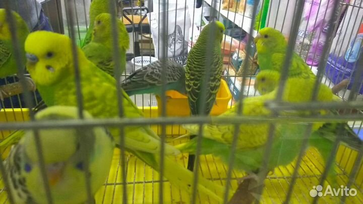 Продам попугаев