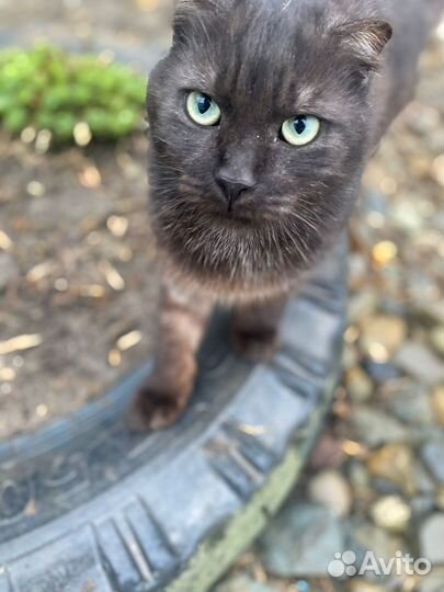 Кошки в добрые руки отдам бесплатно