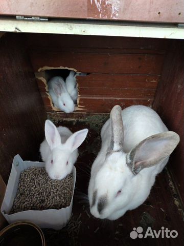 Кролики Калифорнийские (дачные) / Мясо кроликов
