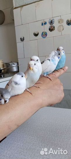 Молодые попугайчики волнистые и кореллы