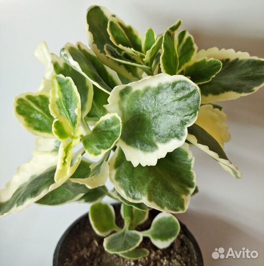 Каланхоэ blossfeldiana f. variegata