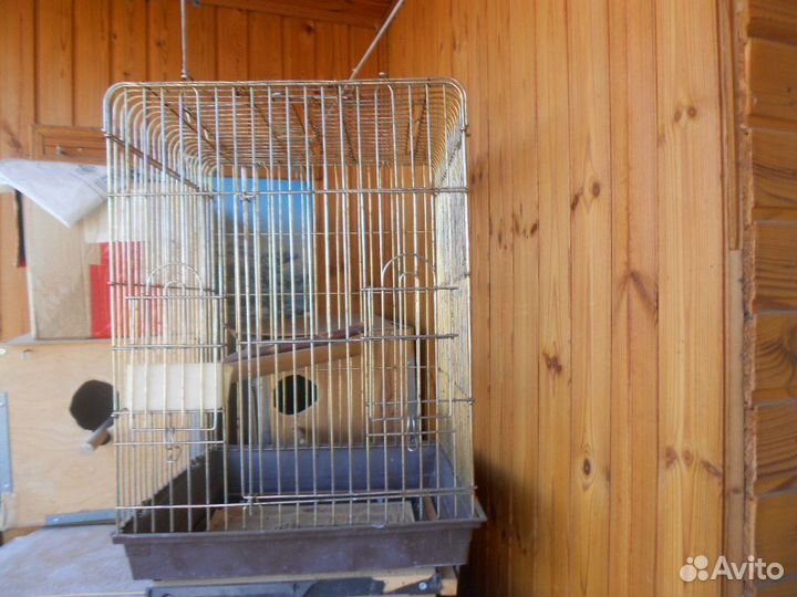 Пеннантовая розелла