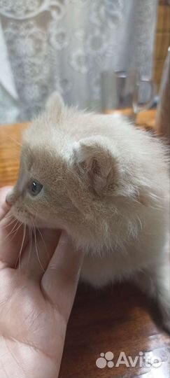 Котенок