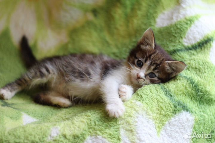 Маленькие игривые котята