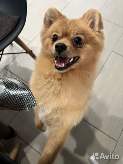 Померанский шпиц