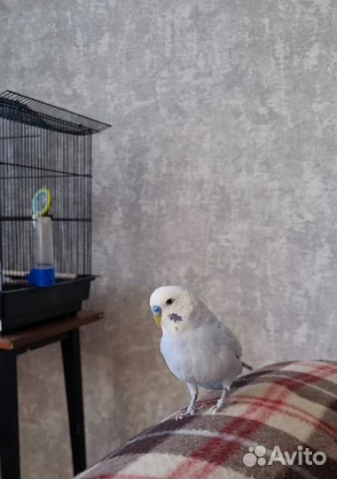 Передержка птиц и грызунов