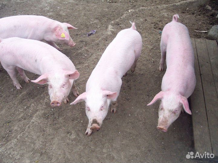 Поросята