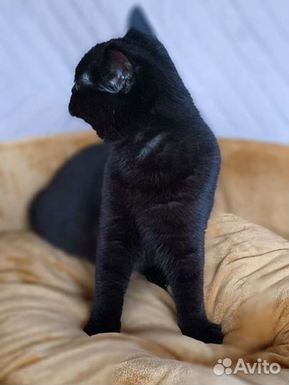 Пантера в миниатюре