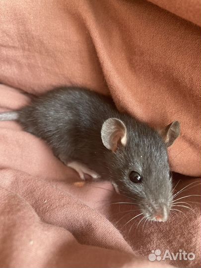 Крыса домашняя декоративная