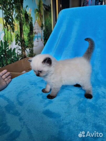 Шотландские котята малыши