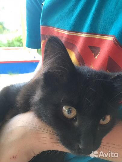 Котёнок, девочка, 5 недель