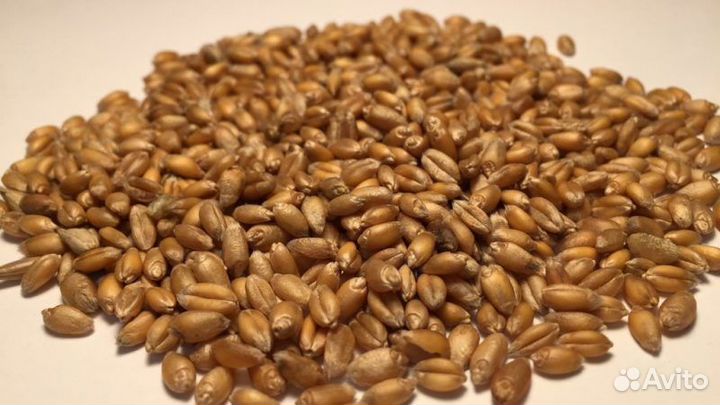 Пшеница фуражная от 30т