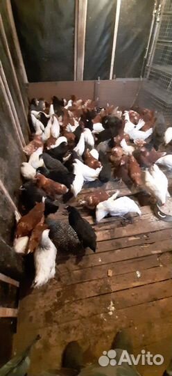 Куры Молодые Несушка