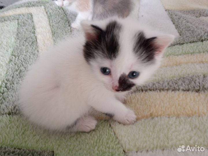 Продам котят