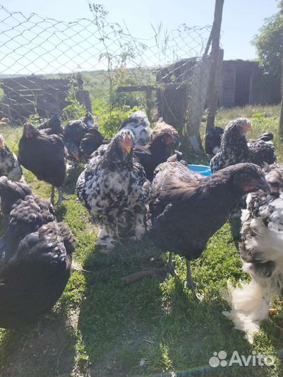 Молодые петушки