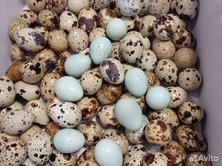 Продам перепелят