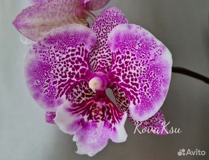 Биглип от Аллюры, Jambalaya