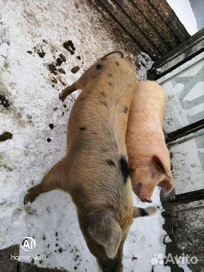 Хряк на племя