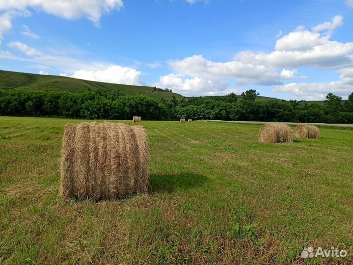Сено в рулонах, самовывоз