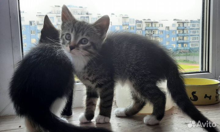 Отдам котят в добрые руки