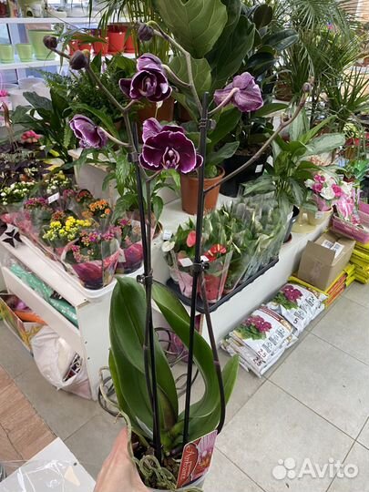 Орхидея фаленопсис каменная роза