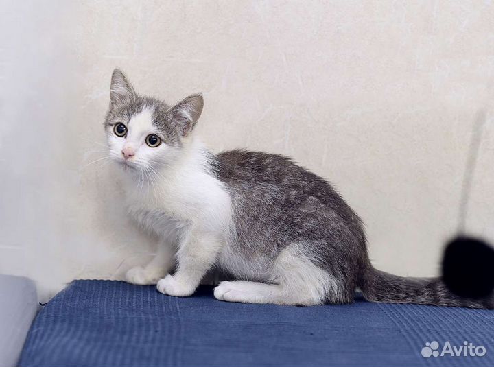 Котенок в добрые руки