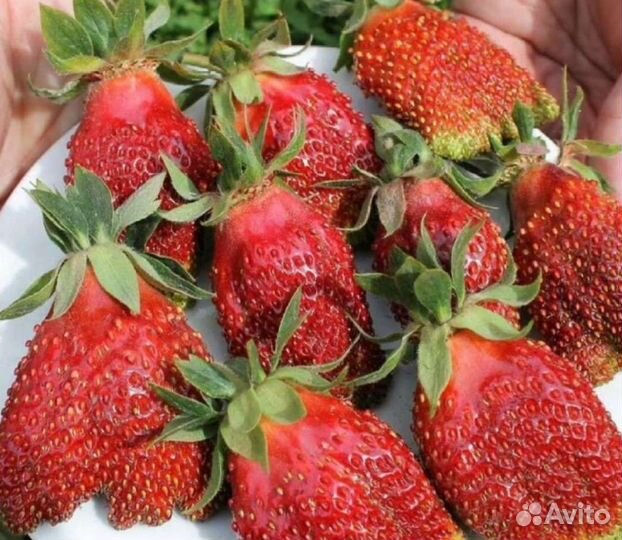 Клубника сорт Купчиха