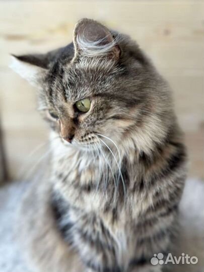 Кошка бесплатно