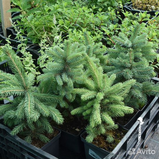 Саженцы хвойных в горшках с зкс