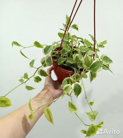 Пеперомия Сканденс