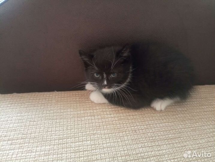 Котята в добрые руки приучены к лотку