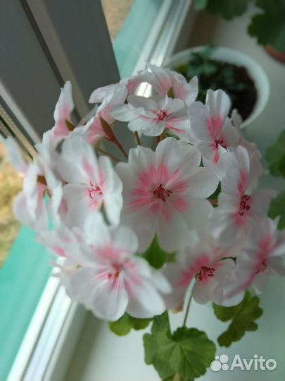 Пеларгония герань сортовая