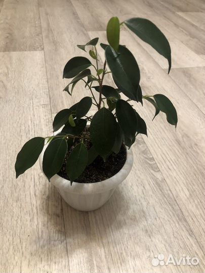Фикус Бенджамина
