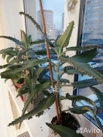 Продам цветы коланхоэ лечебный