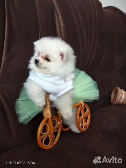 Померанский шпиц