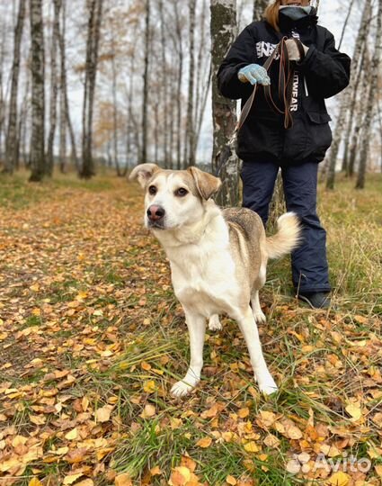 Спасите собачку из приюта