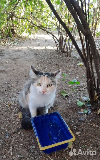 Кошечка ласковая,1 год